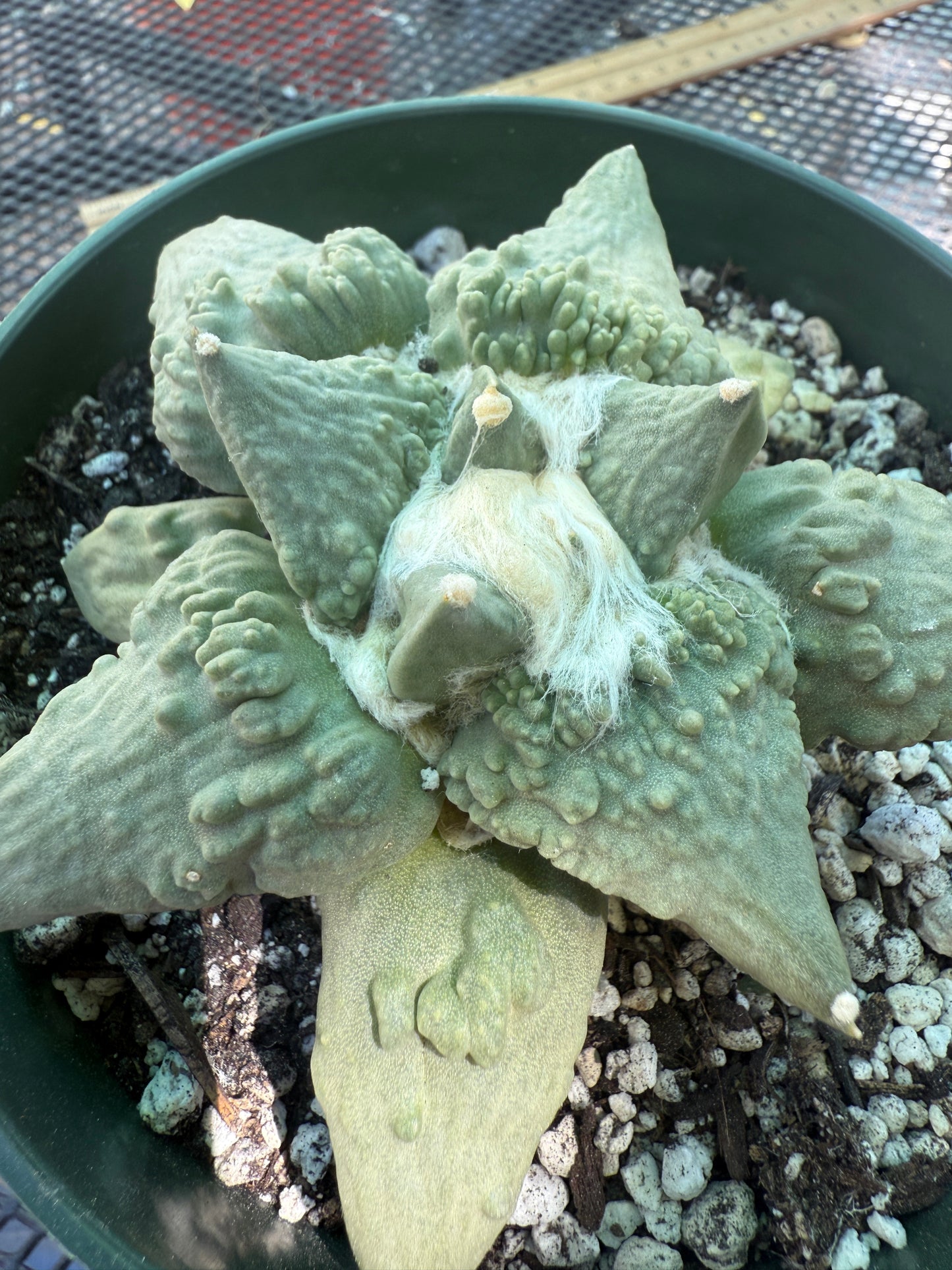 Ariocarpus cauliflower beautiful plant in 6 inch pot 124