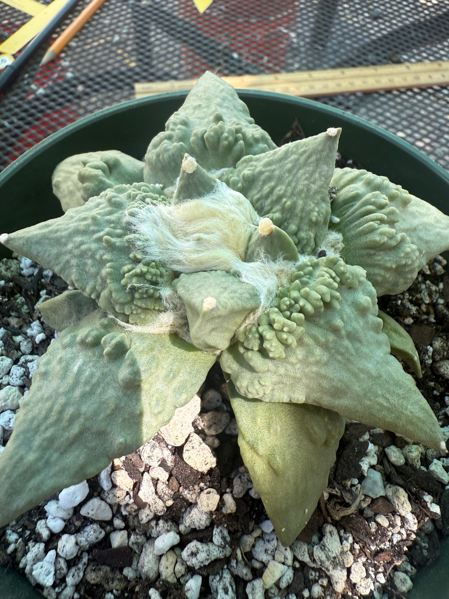 Ariocarpus cauliflower beautiful plant in 6 inch pot 124