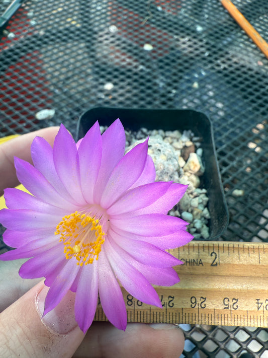 Mammillaria theresae rare cactus 125