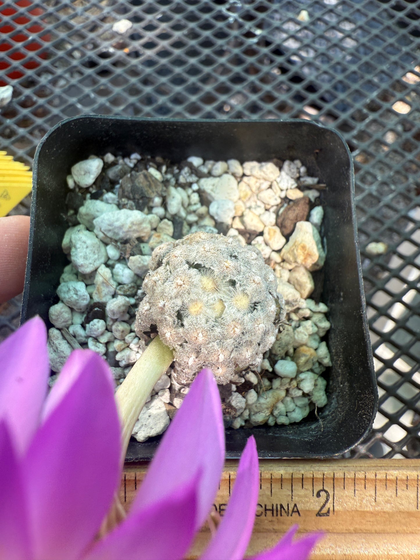 Mammillaria theresae rare cactus 125