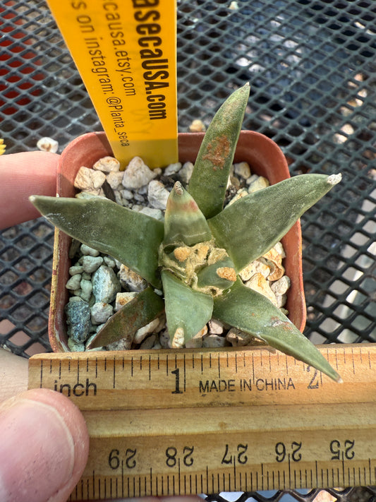 Ariocarpus Pectinatus rare plant f216