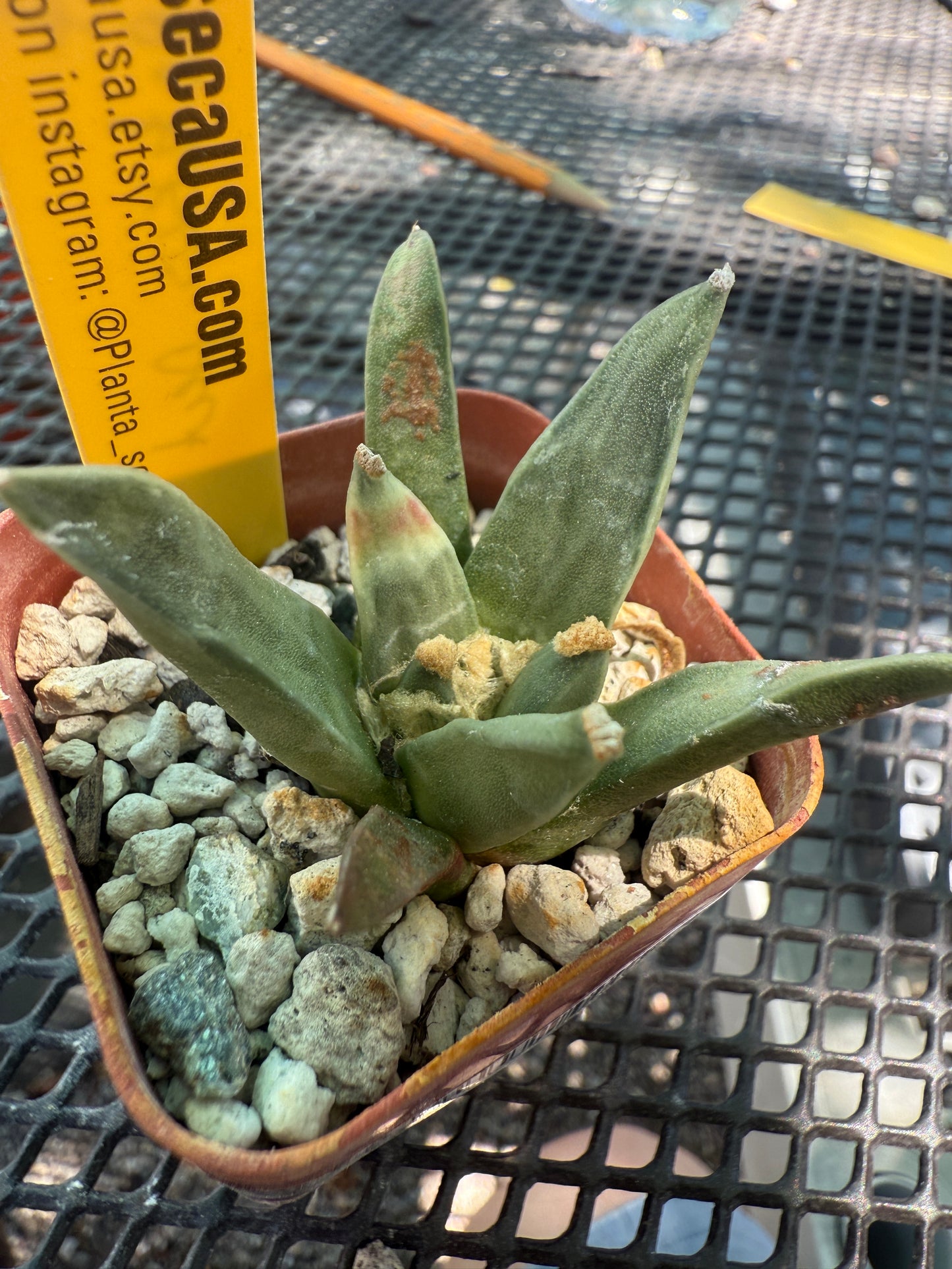 Ariocarpus Pectinatus rare plant f216