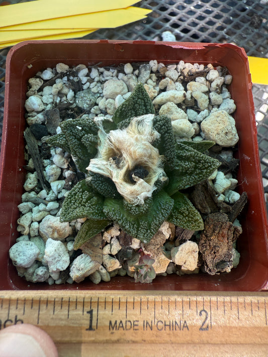 Ariocarpus Hintonii rare cactus 126