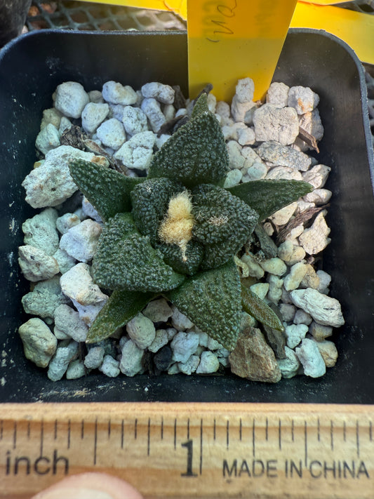 Ariocarpus Hintonii rare cactus 127