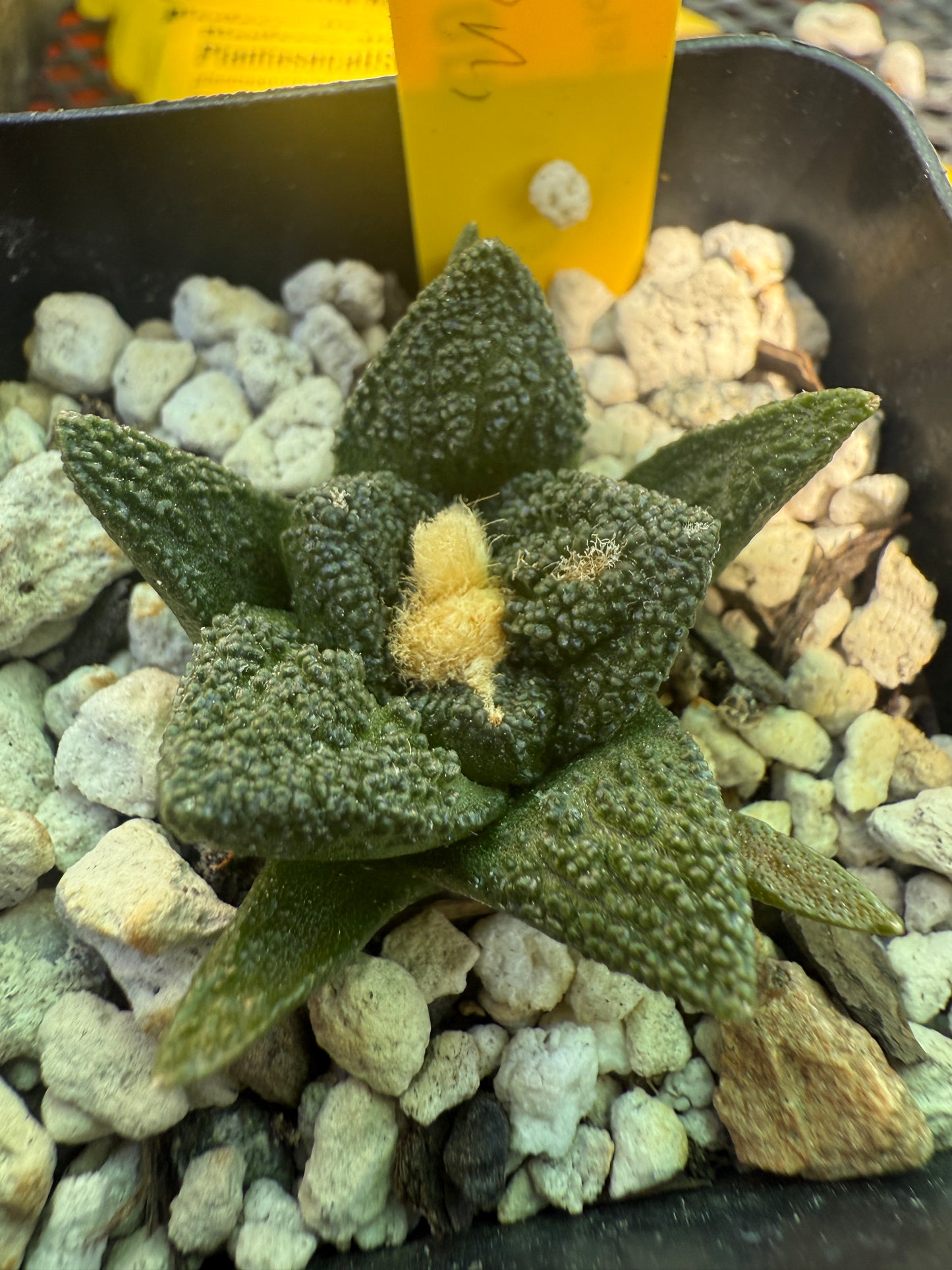Ariocarpus Hintonii rare cactus 127
