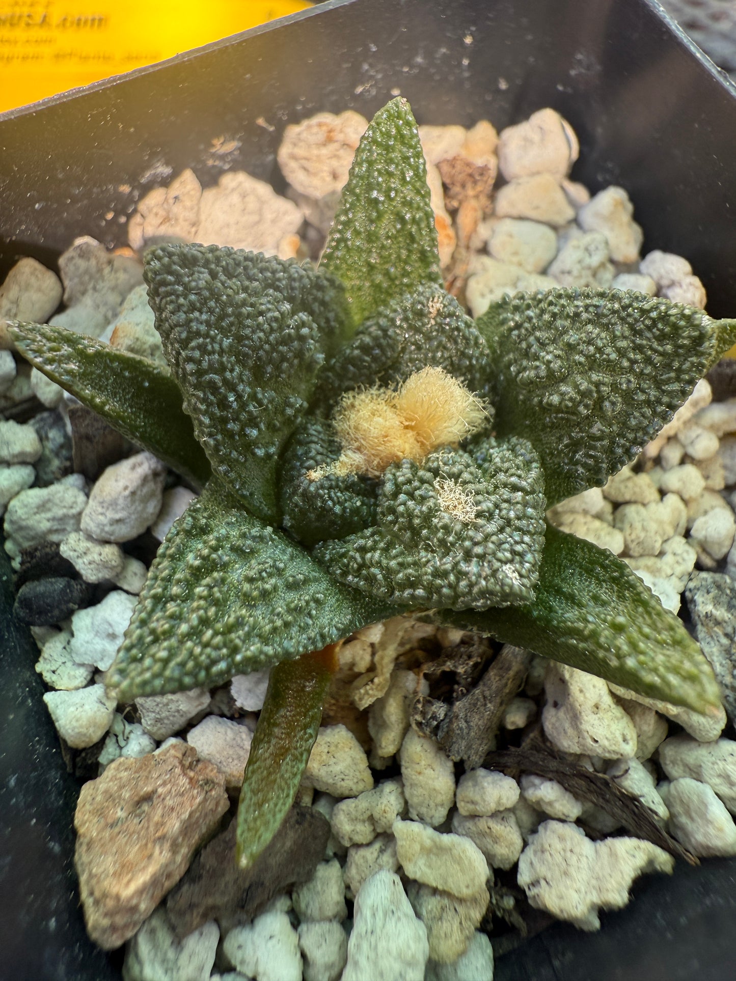 Ariocarpus Hintonii rare cactus 127