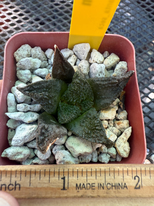 Ariocarpus super Godzilla 128