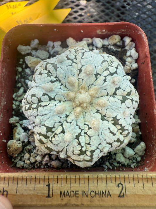 Astrophytum super kabuto starshape 129
