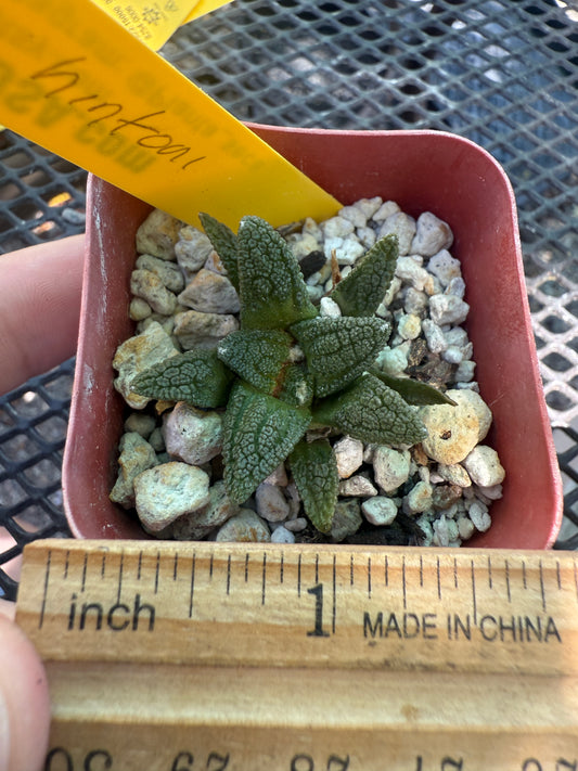 Ariocarpus Hintonii rare cactus 130