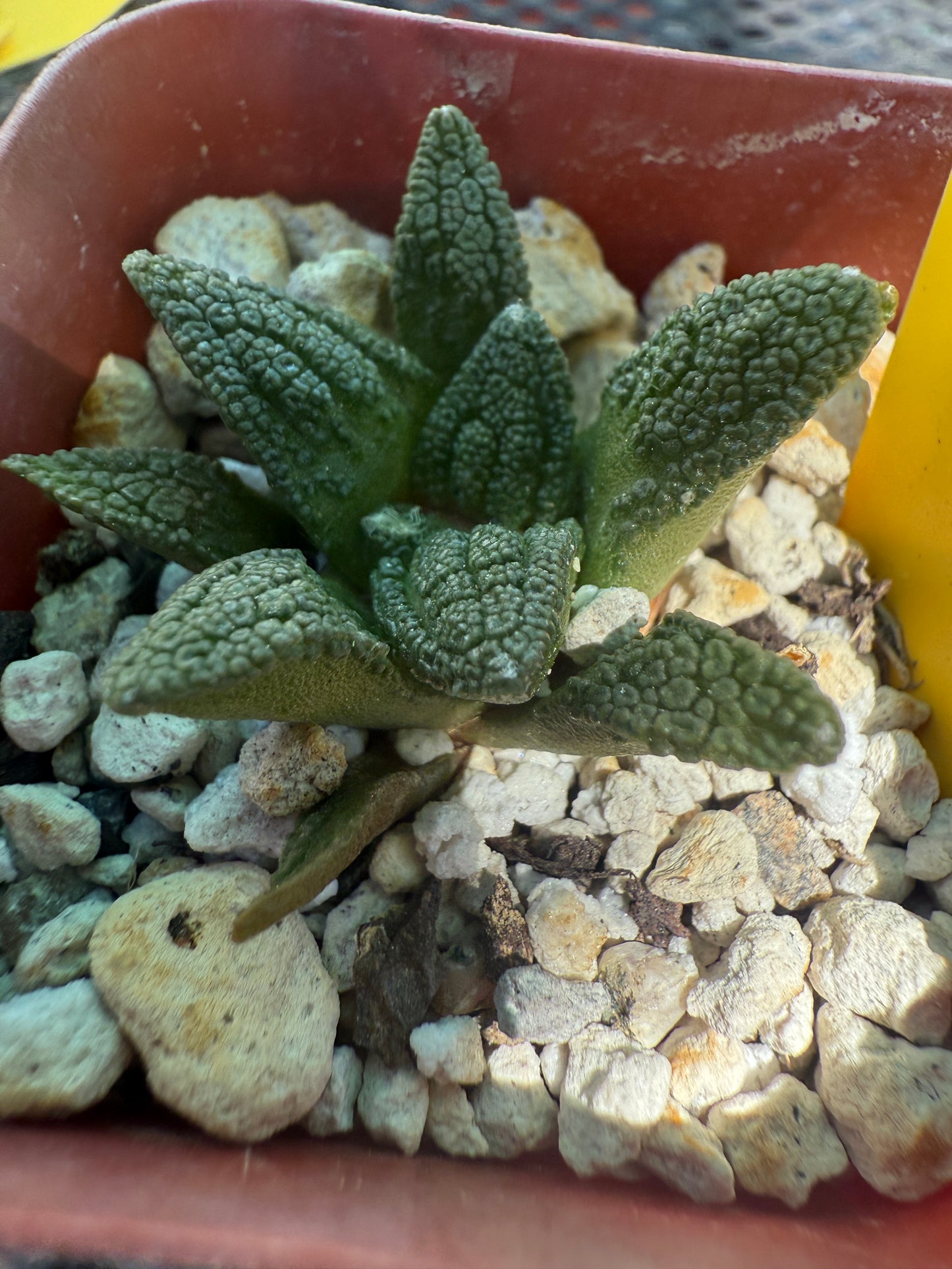 Ariocarpus Hintonii rare cactus 130