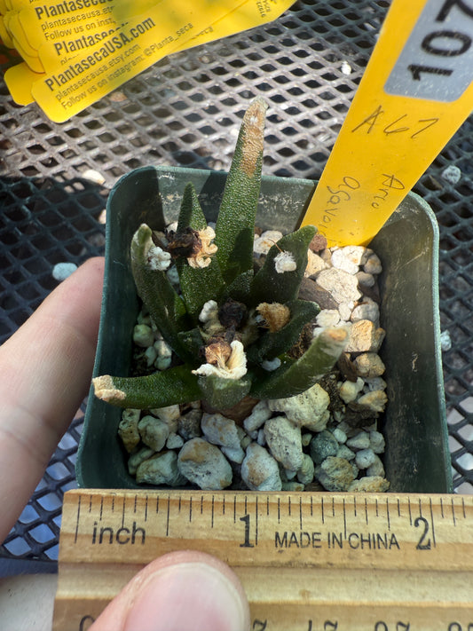 Ariocarpus agavoides rare cactus 1073