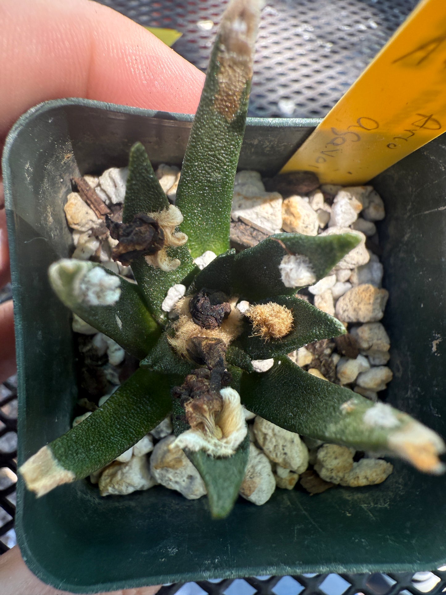 Ariocarpus agavoides rare cactus 1073