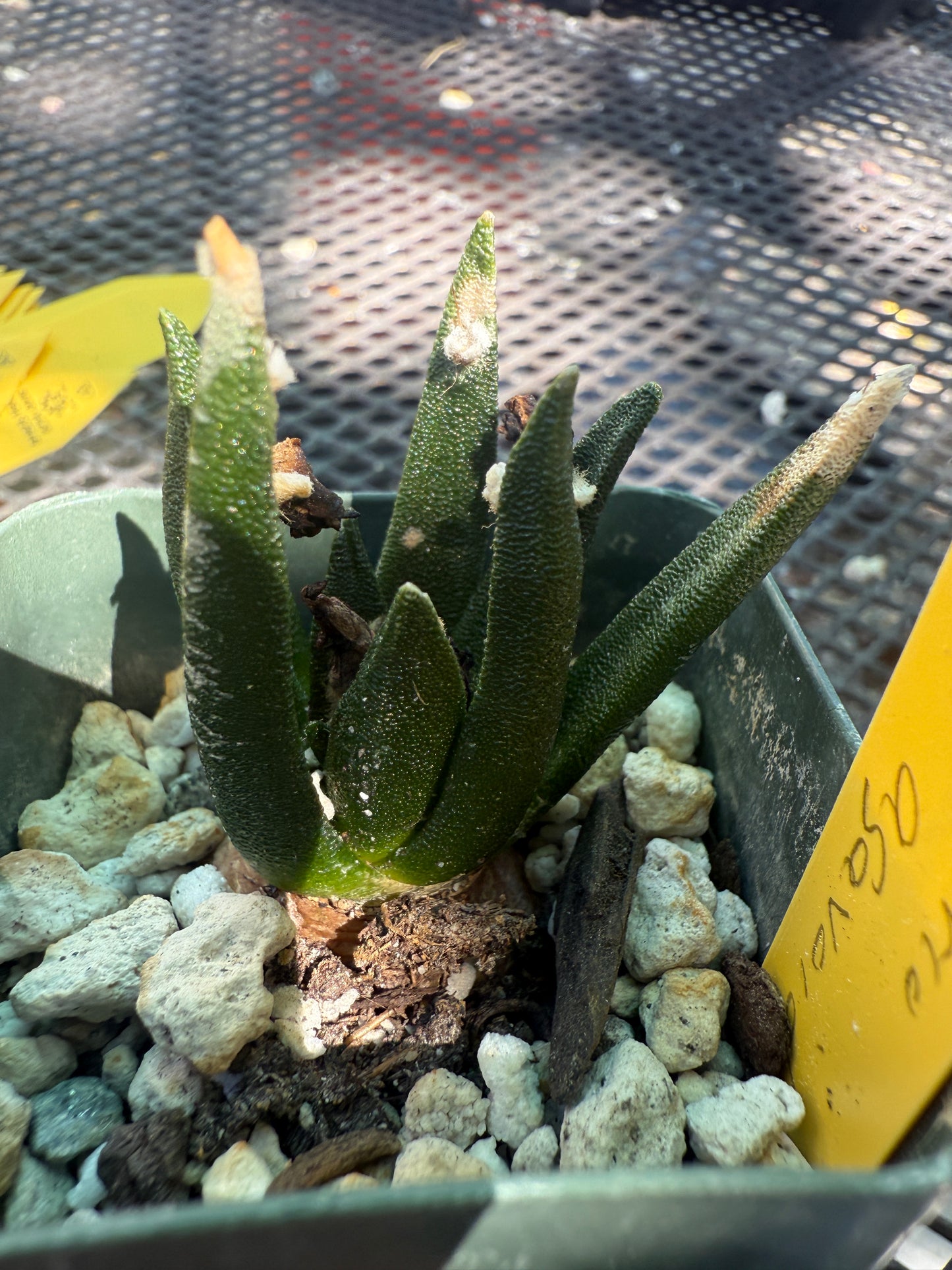 Ariocarpus agavoides rare cactus 1073