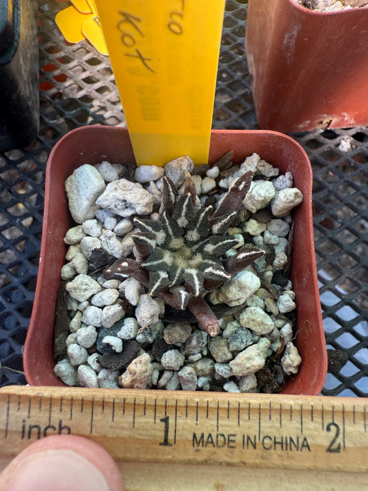 Ariocarpus kotschoubeyanus c135