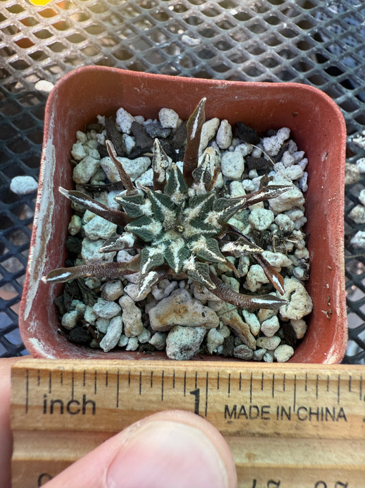Ariocarpus kotschoubeyanus cactus rare 131