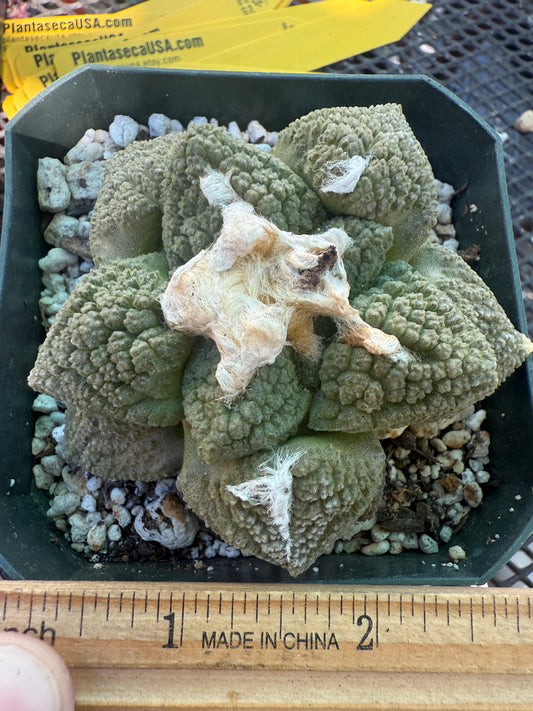 Ariocarpus fissuratus very nice plant 133