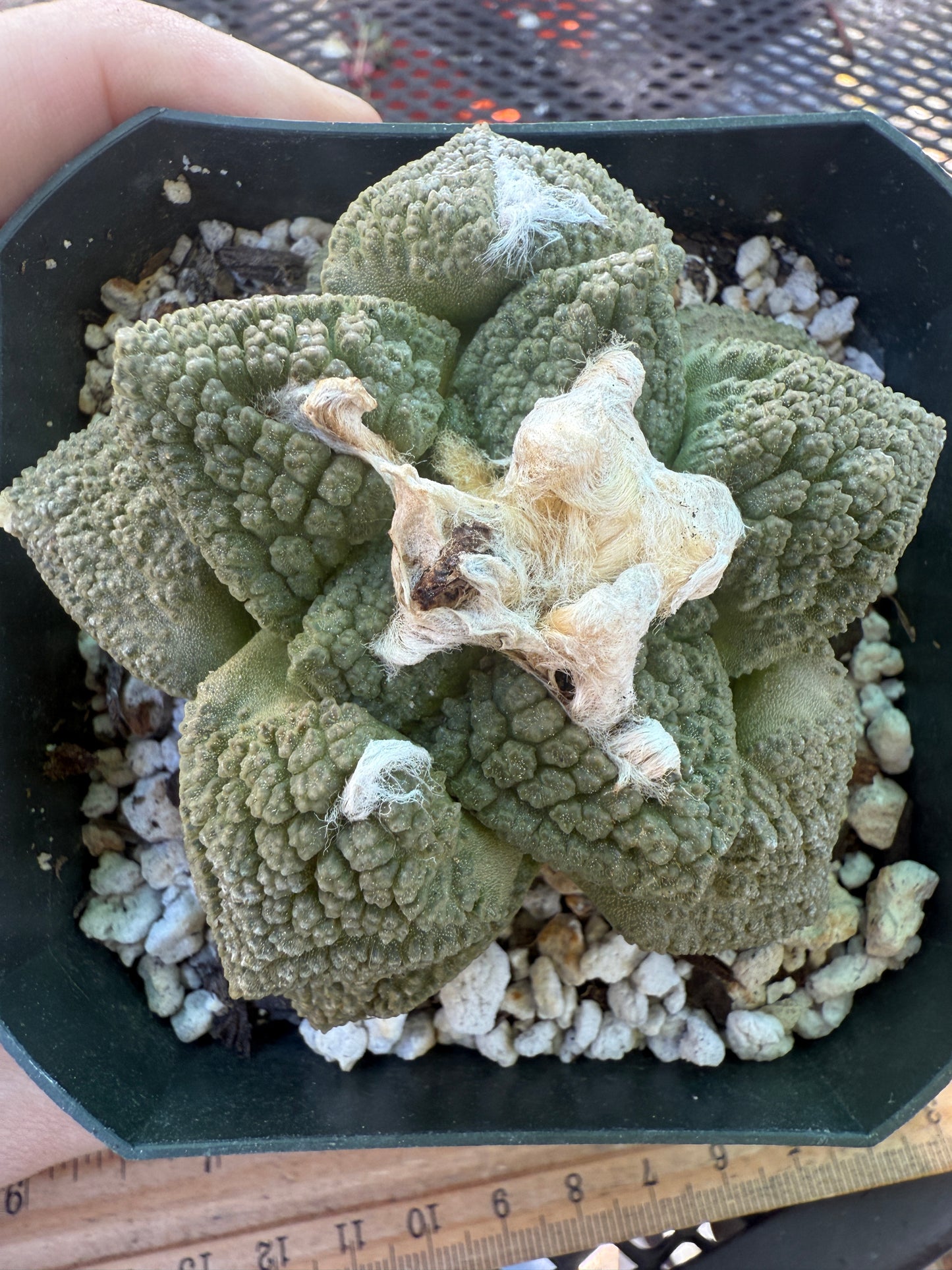 Ariocarpus fissuratus very nice plant 133
