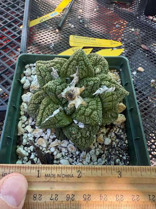 Ariocarpus fissuratus very pretty cactus 134 in 4 inch pot