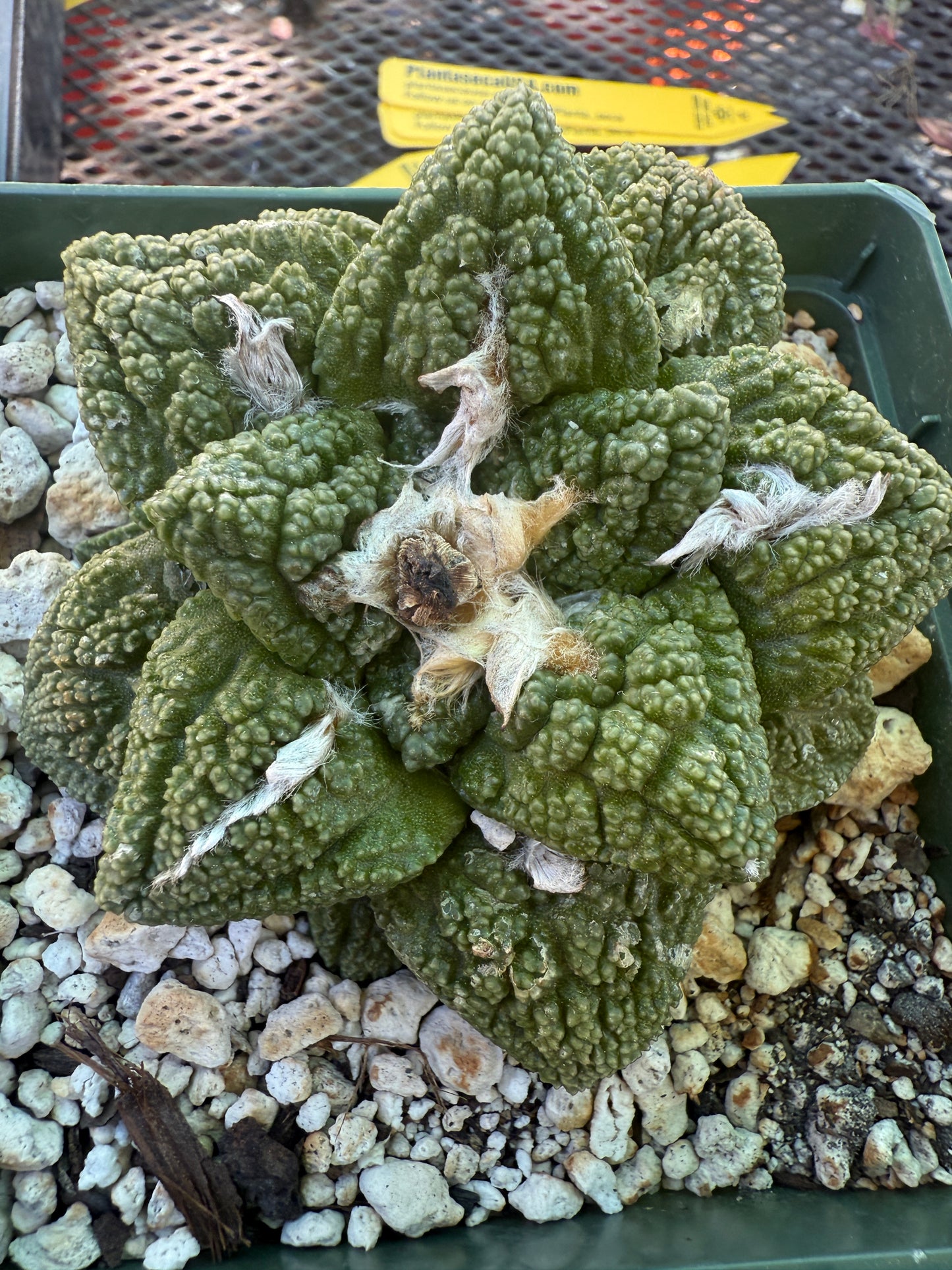 Ariocarpus fissuratus very pretty cactus 134 in 4 inch pot