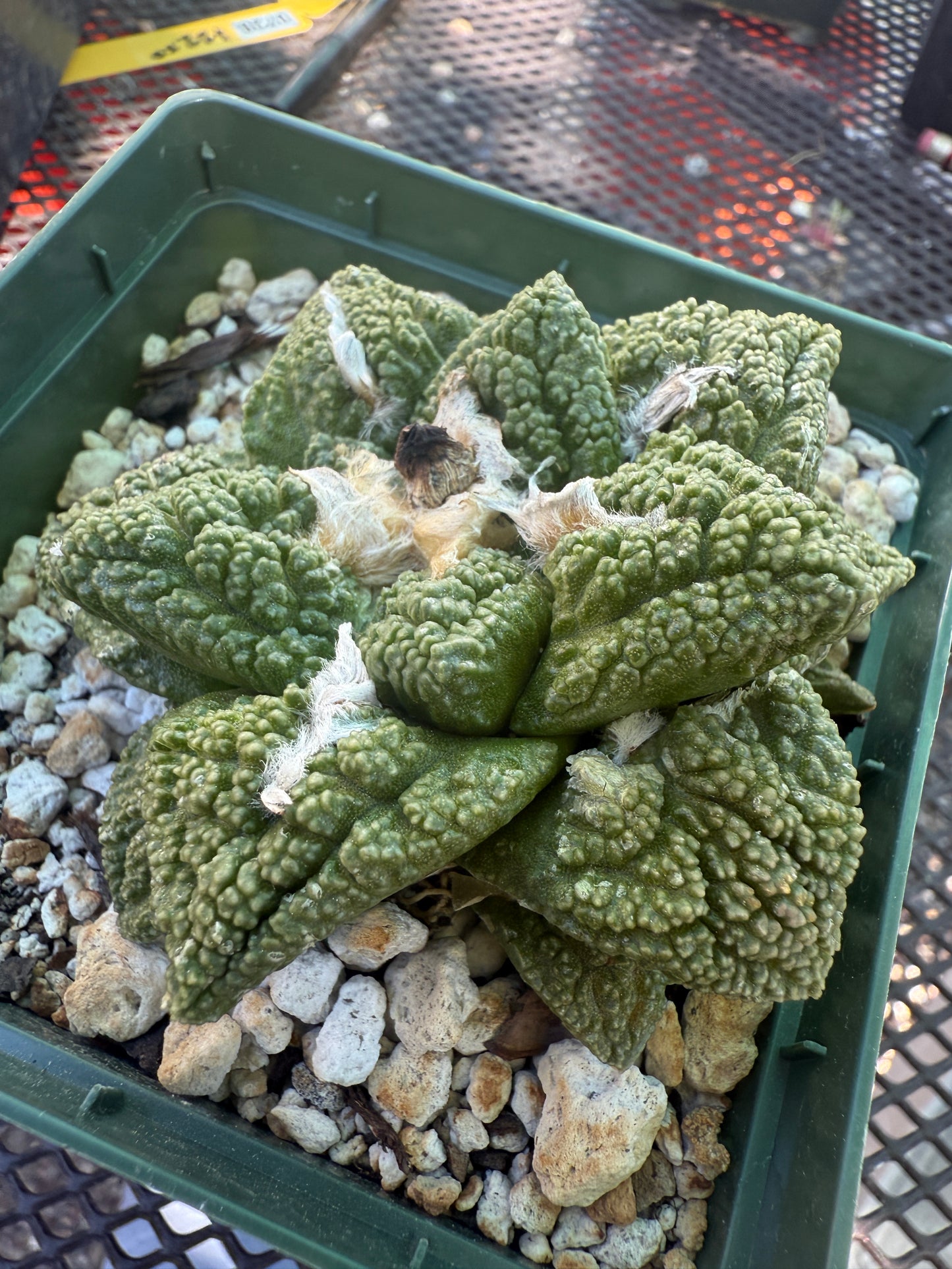 Ariocarpus fissuratus very pretty cactus 134 in 4 inch pot