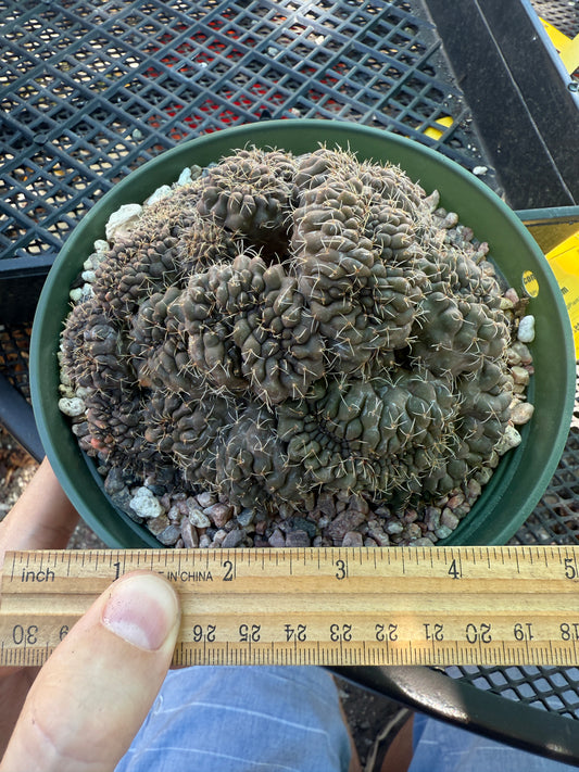 Gymnocalycium baldianum very large crest slightly variegated very nice 138