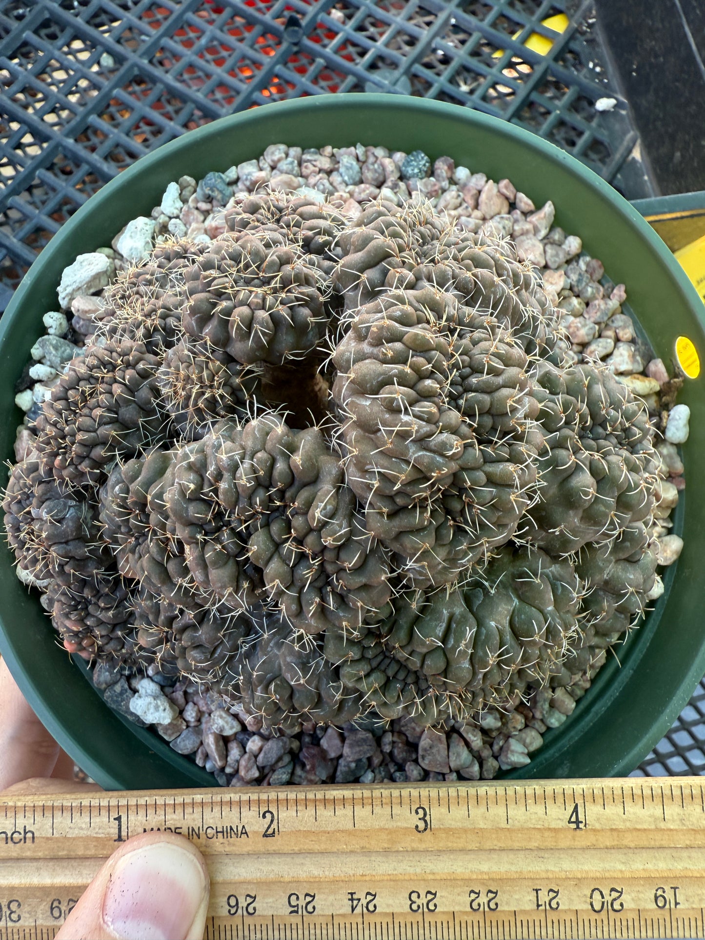Gymnocalycium baldianum very large crest slightly variegated very nice 138
