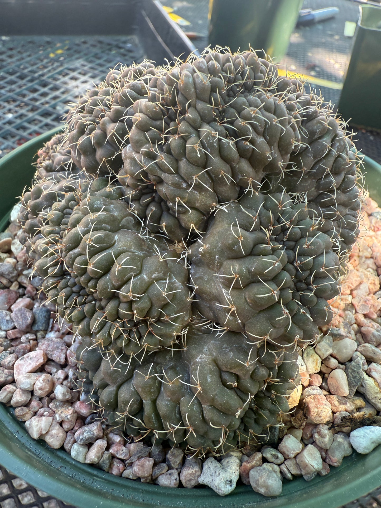 Gymnocalycium baldianum very large crest slightly variegated very nice 138