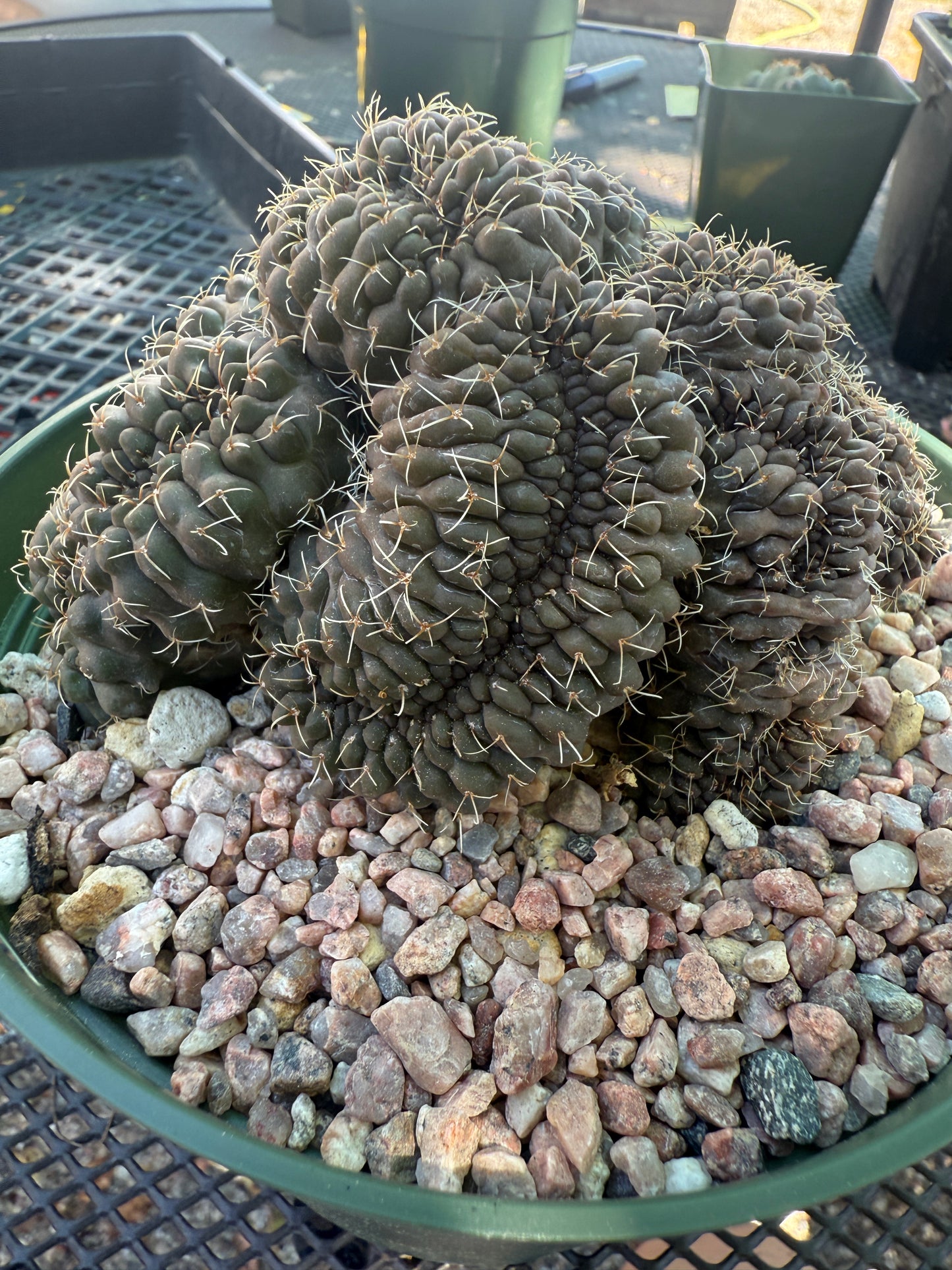 Gymnocalycium baldianum very large crest slightly variegated very nice 138