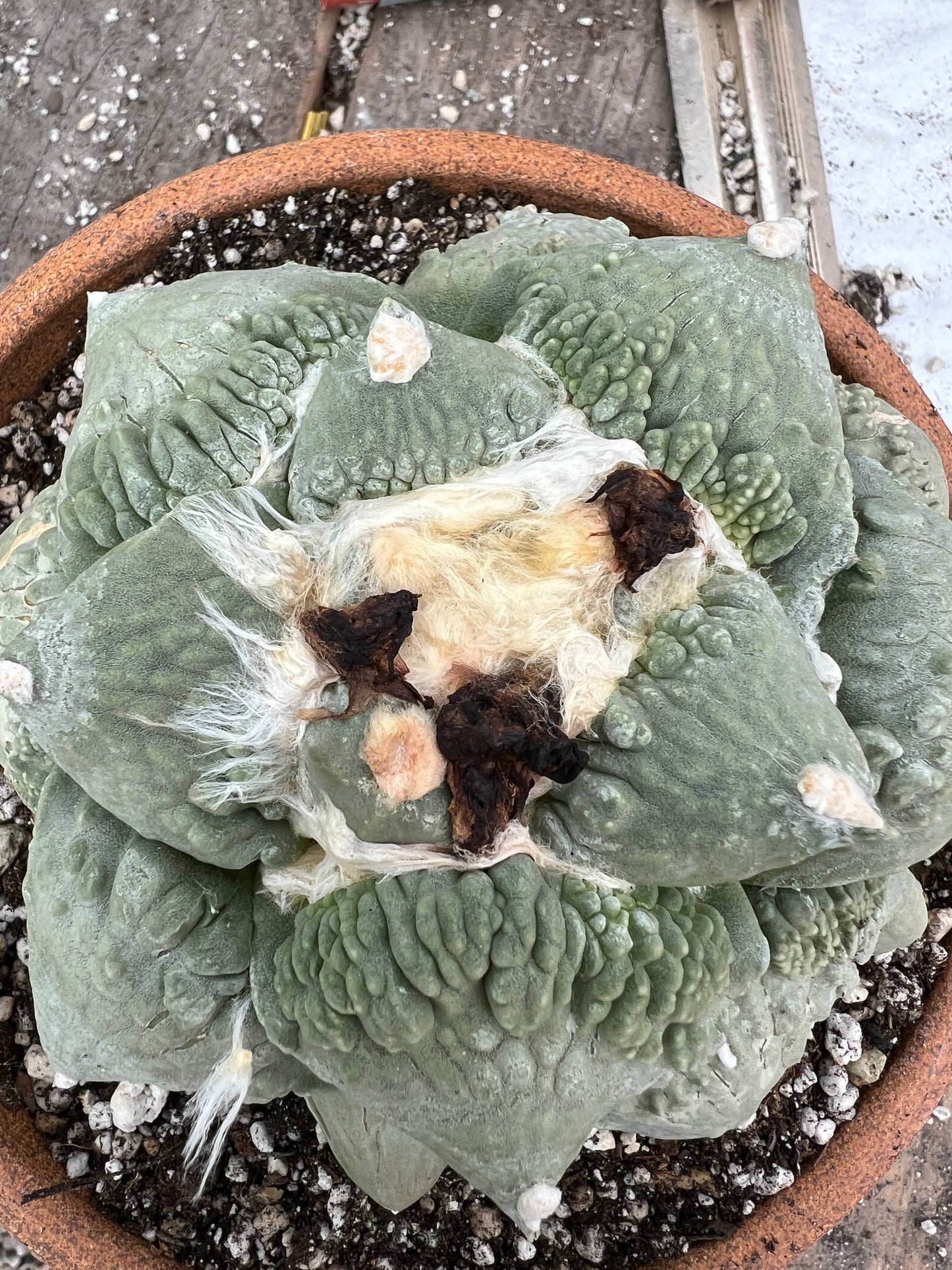 Ariocarpus cauliflower specimen from bills collection shown in 7 inch pot