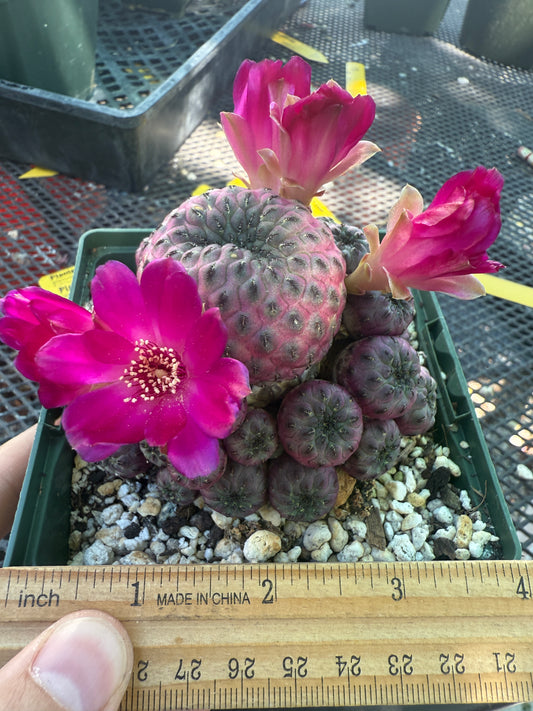 Sulcorebutia rauschii violaceidermis large in pot 141