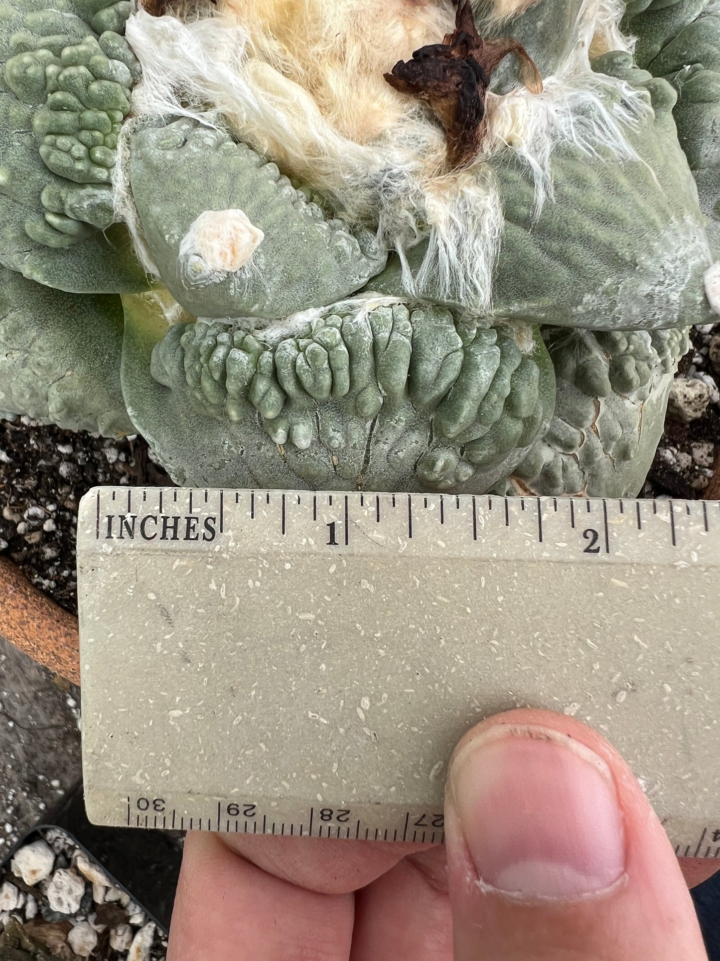 Ariocarpus cauliflower specimen from bills collection shown in 7 inch pot