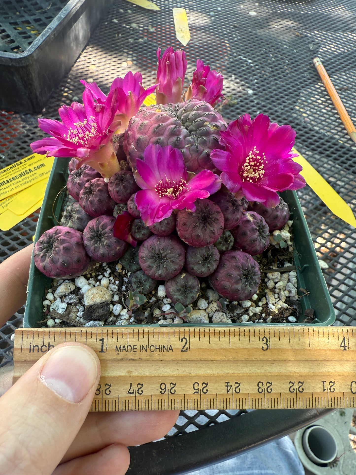 Sulcorebutia rauschii violaceidermis large in pot 142