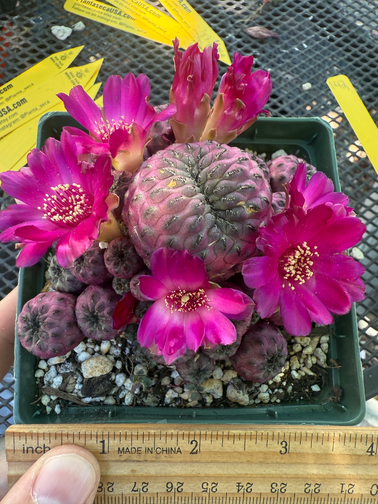 Sulcorebutia rauschii violaceidermis large in pot 142