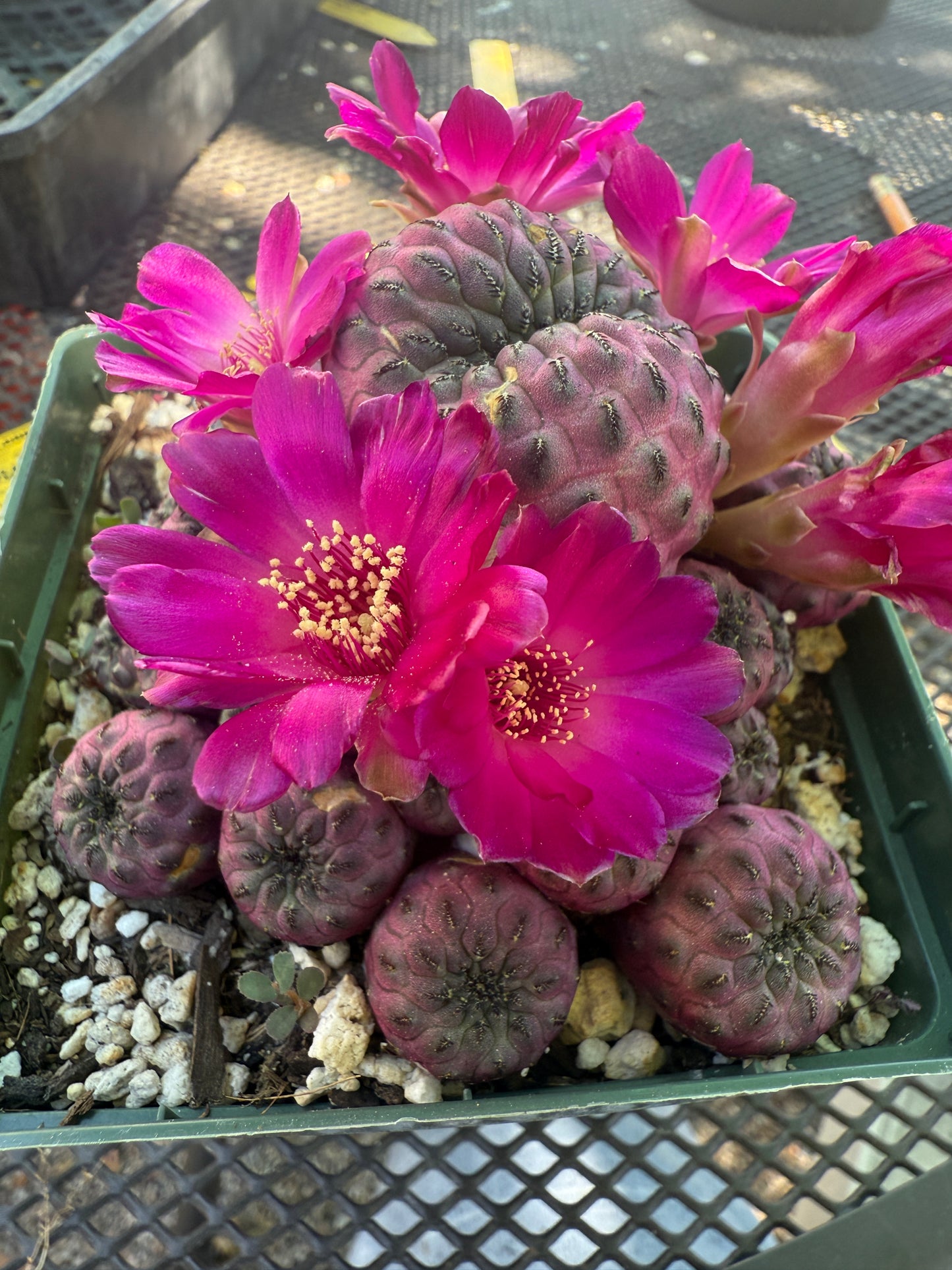 Sulcorebutia rauschii violaceidermis large in pot 142