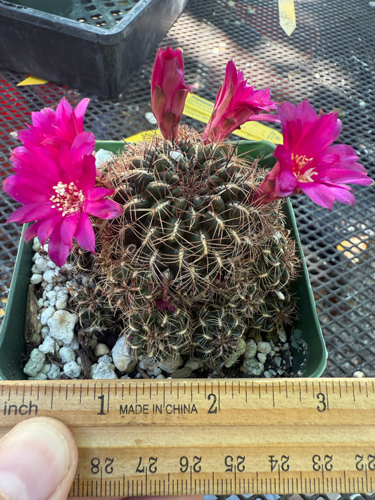 Sulcorebutia steinbachii rare cactus 143