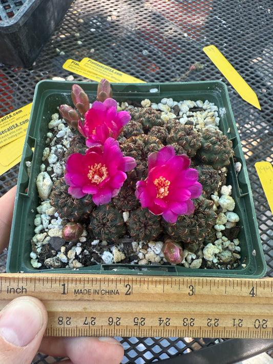 Sulcorebutia taratensis rare cactus