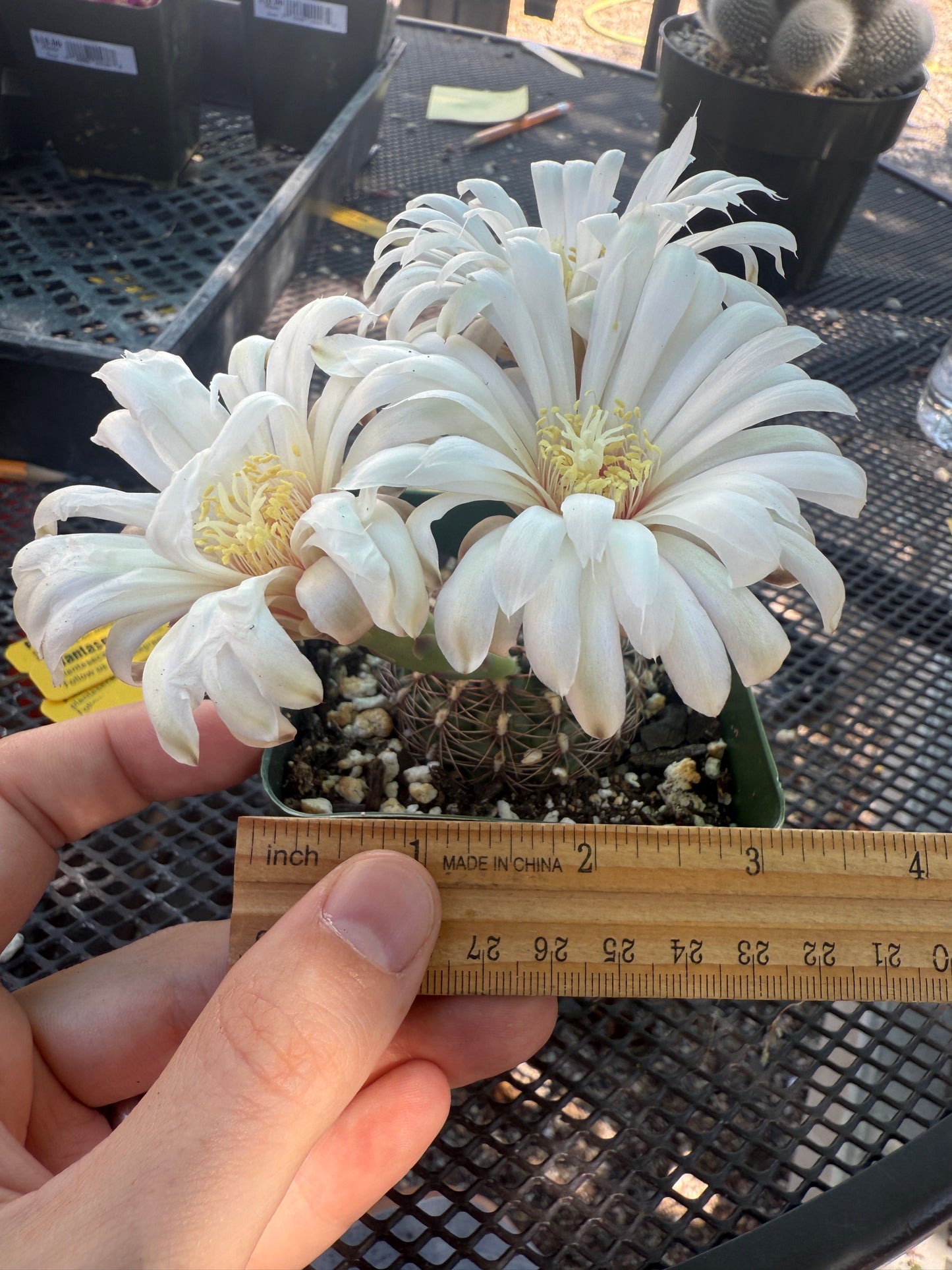 Gymnocalycium mesopotomicum 145