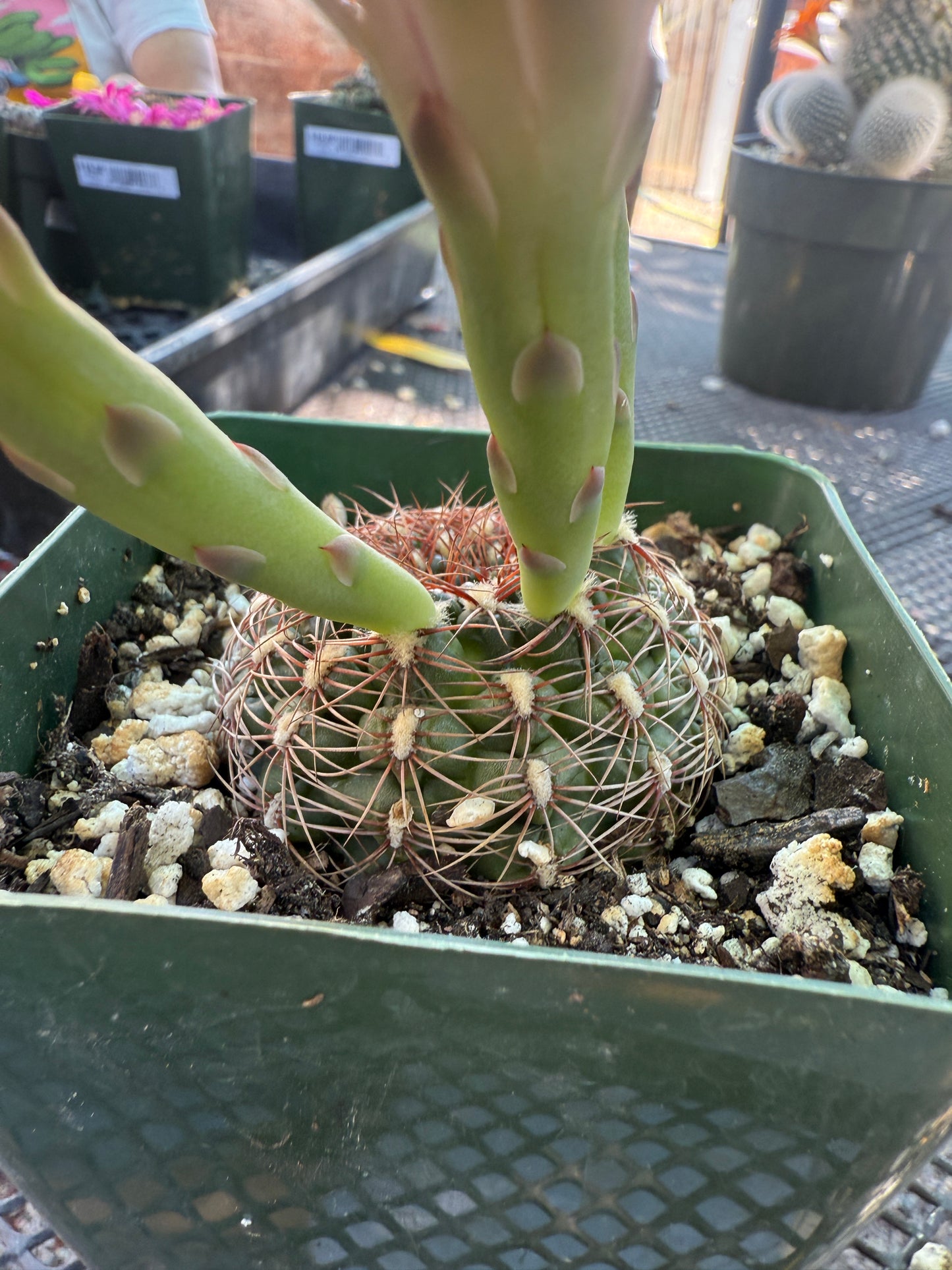 Gymnocalycium mesopotomicum 145
