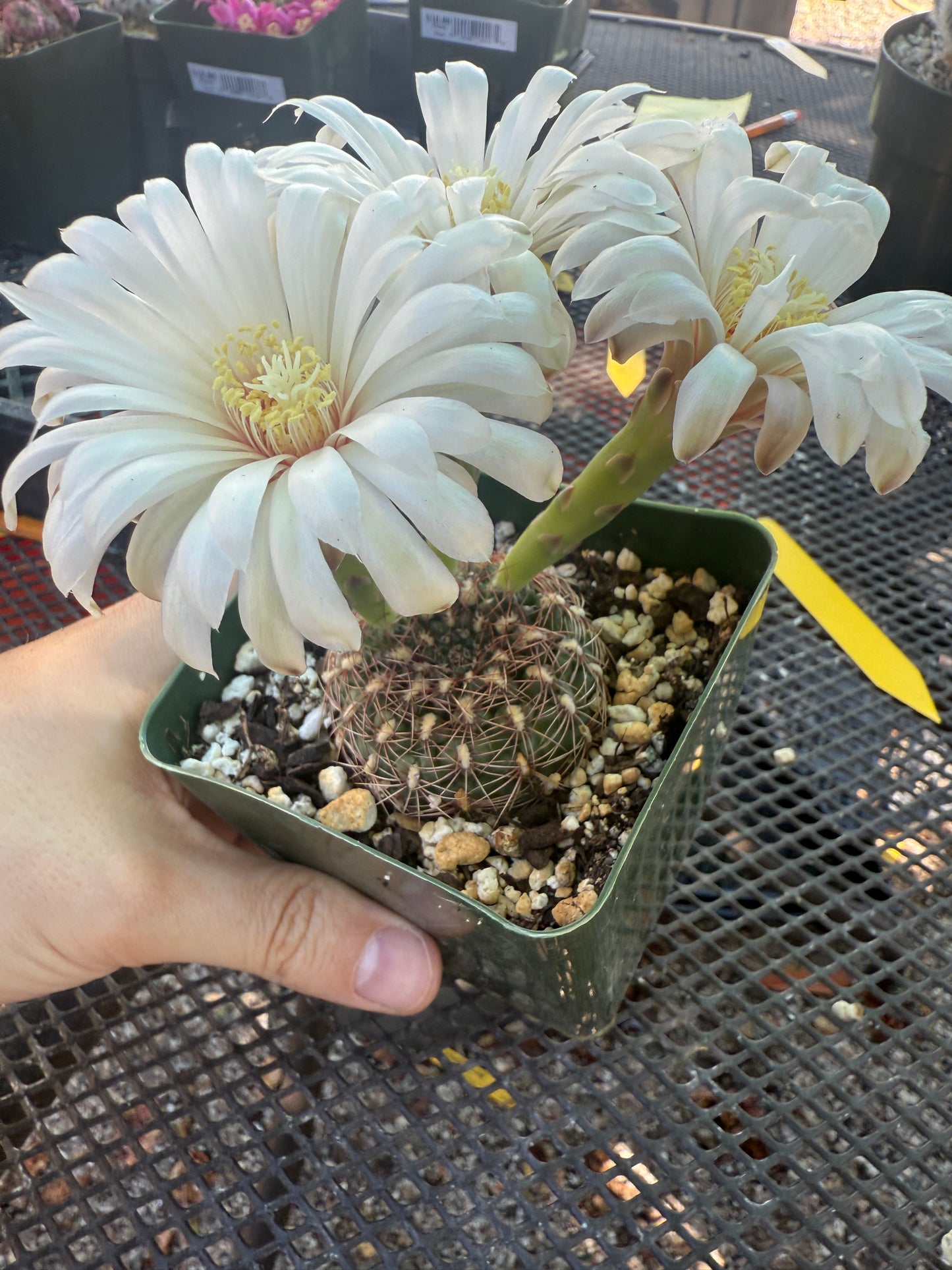 Gymnocalycium mesopotomicum 145