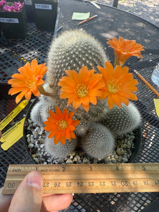 Rebutia muscula large in 6 inch pot very nice 146