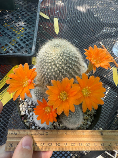 Rebutia muscula large in 6 inch pot very nice 146