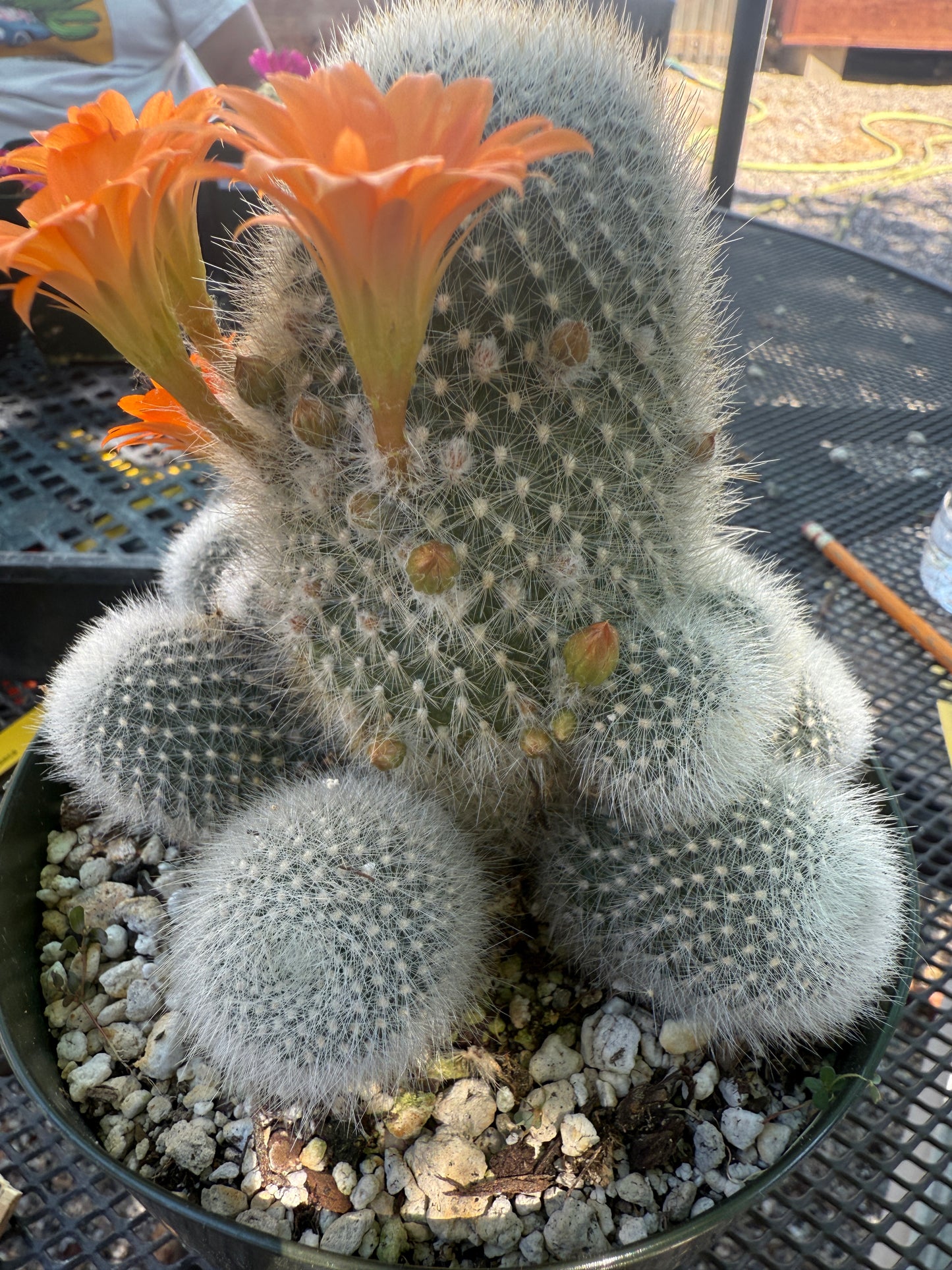 Rebutia muscula large in 6 inch pot very nice 146