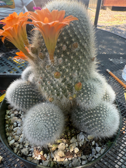 Rebutia muscula large in 6 inch pot very nice 146