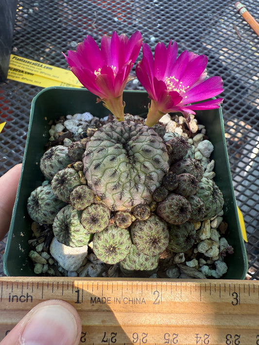 Sulcorebutia rauschii green apple 147