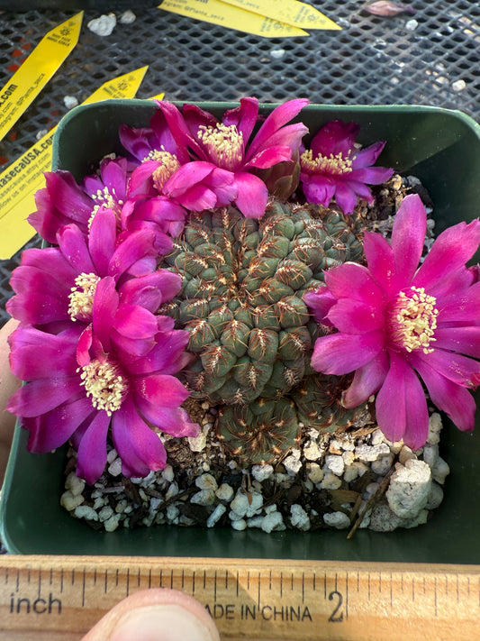 Sulcorebutia pulchra HS-78 rare cactus 148