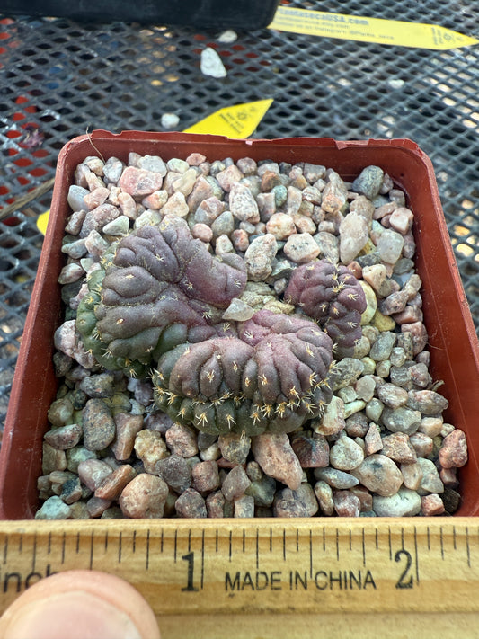 Coryphantha tanshi crest 150