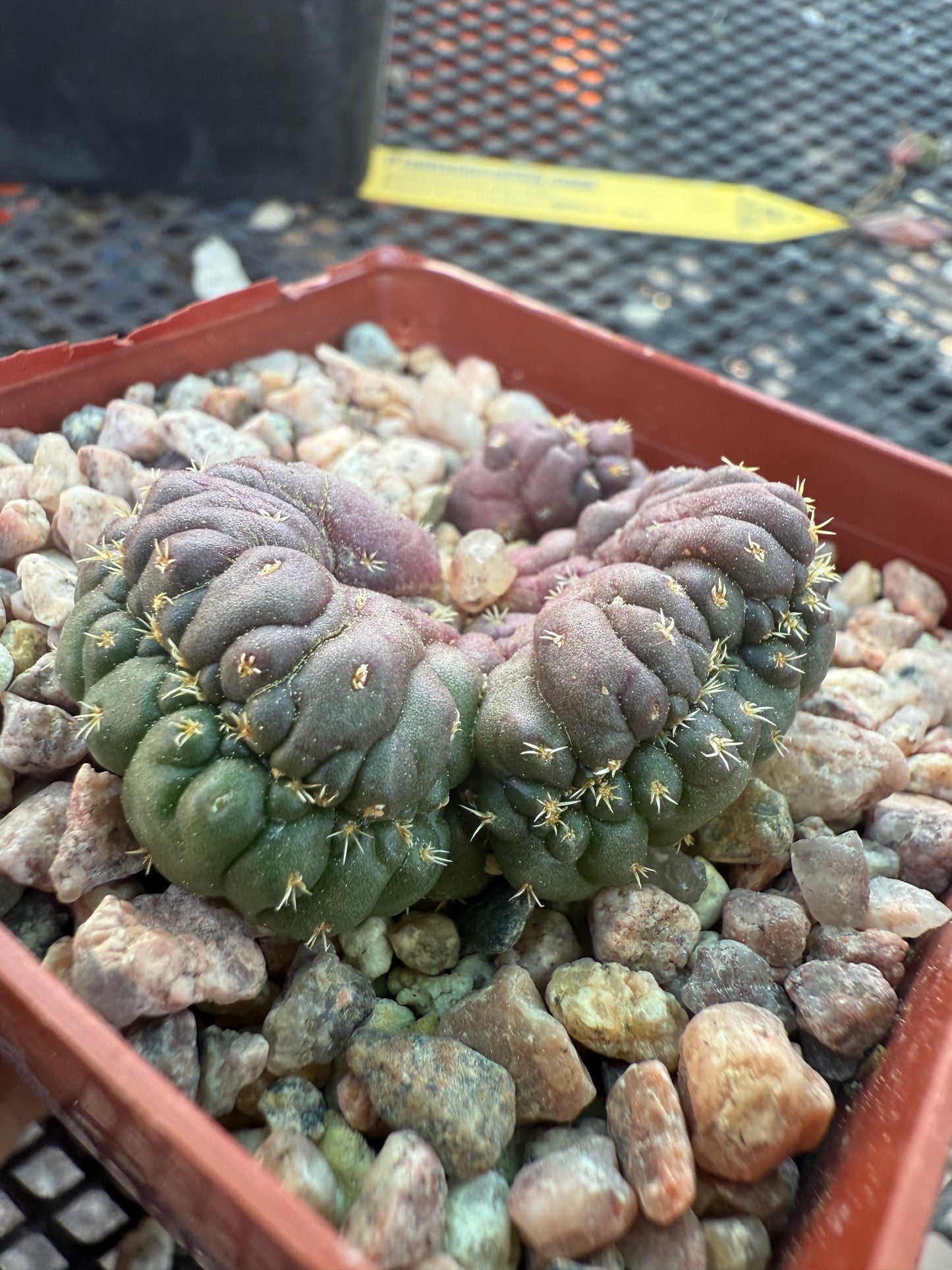 Coryphantha tanshi crest 150
