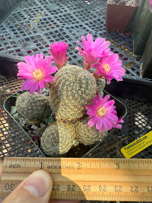 Sulcorebutia mizquensis cactus rare 151