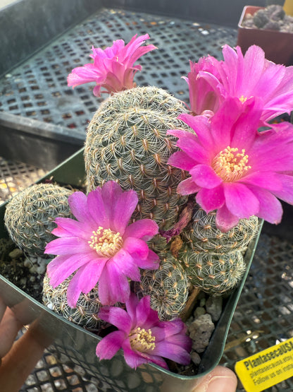 Sulcorebutia mizquensis cactus rare 151