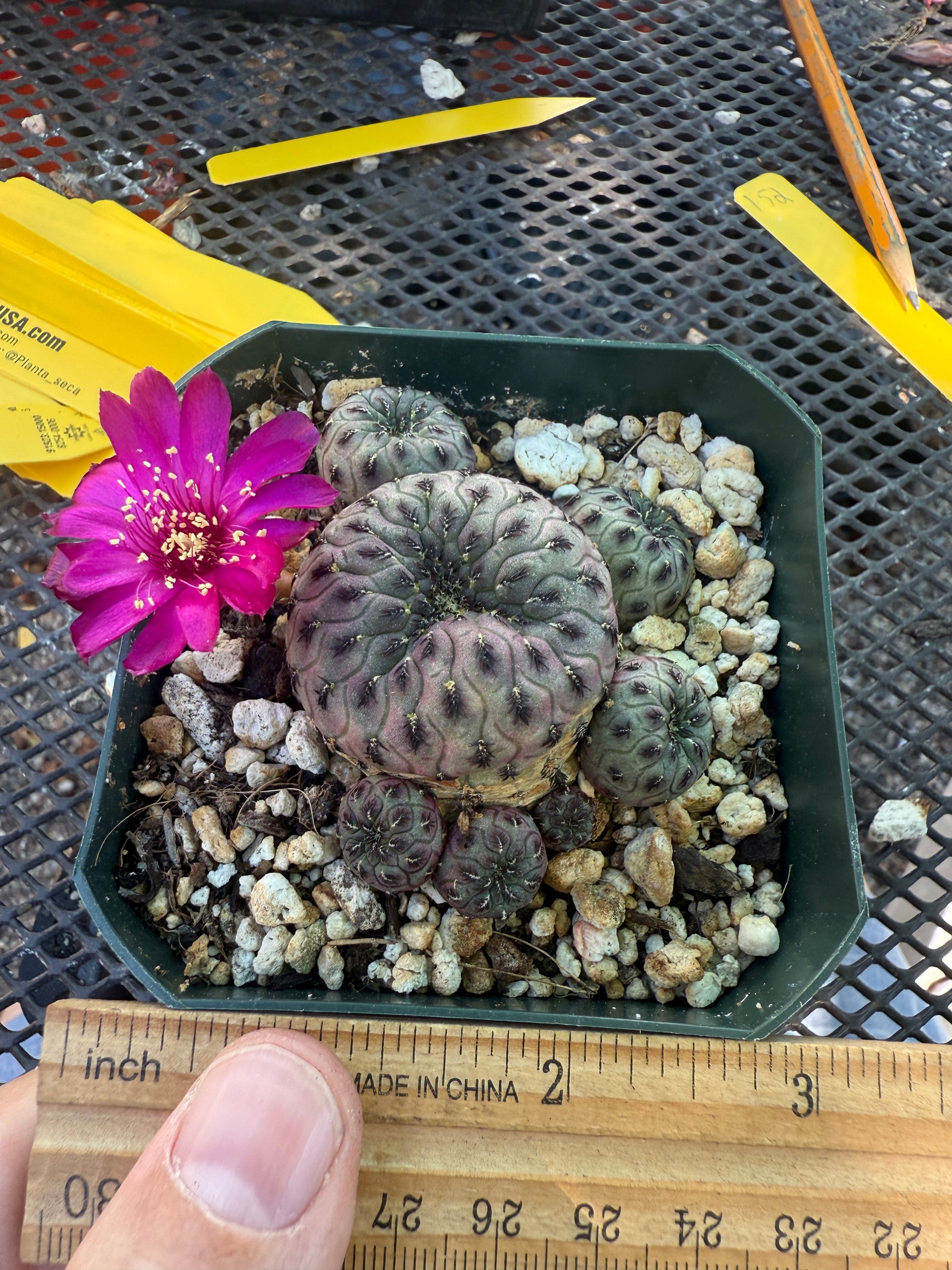 Sulcorebutia rauschii cactus 152 – Planta seca